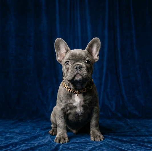 The Frenchie Rulebook: Understanding & Protecting Your Bulldog
