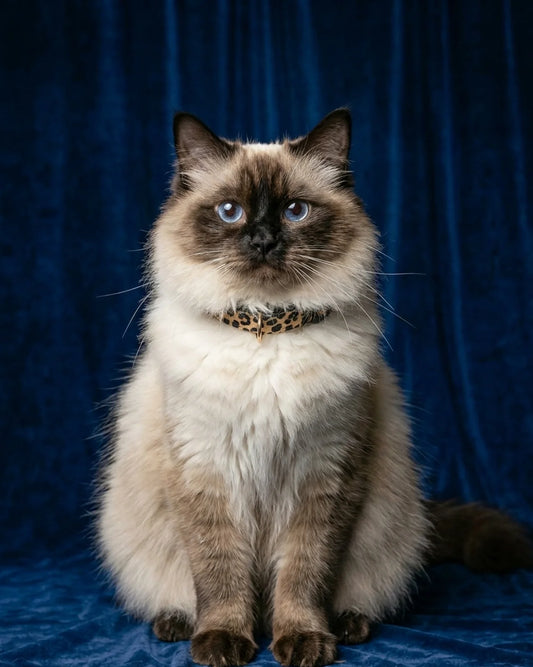The Doll Rulebook: Understanding & Protecting Your Ragdoll